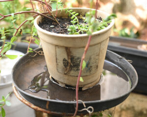 Agrandir l'image, fenêtre modale